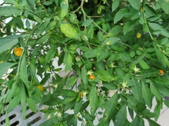 Solanum pseudocapsicum