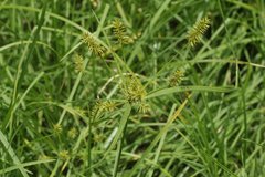 Cyperus hermaphroditus