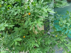 Solanum pseudocapsicum