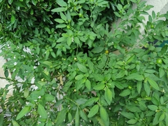 Solanum pseudocapsicum
