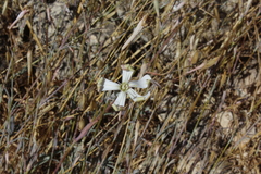 Silene swertiifolia