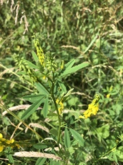 Melilotus altissimus