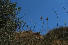 Allium phanerantherum