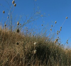 Allium phanerantherum
