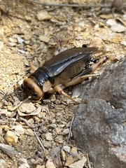 Brachytrupes