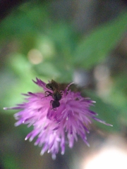 Ceratina