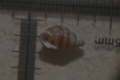 Cingula trifasciata
