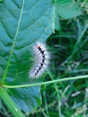 Acronicta auricoma