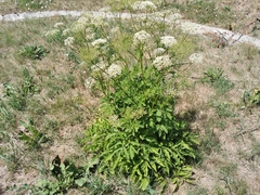 Chaerophyllum aromaticum