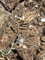 Rhipicephalus pulchellus