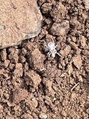 Rhipicephalus pulchellus