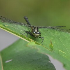 Davidius aberrans aberrans