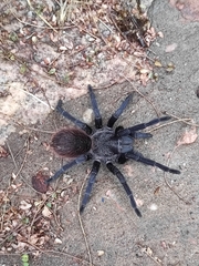 Pterinopelma sazimai