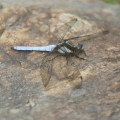 Orthetrum internum
