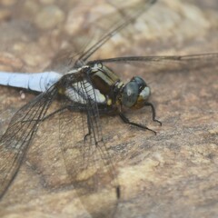 Orthetrum internum