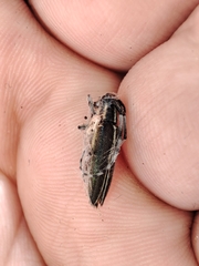 Agapanthia cardui