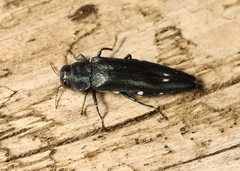 Agrilus biguttatus