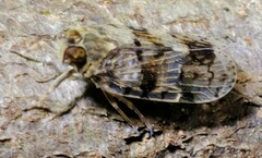 Melanoliarus placitus