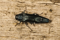 Agrilus biguttatus