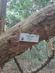 Cordia caffra