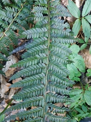 Polystichum aculeatum