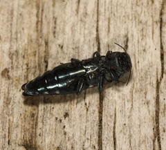 Agrilus biguttatus