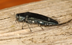 Agrilus biguttatus