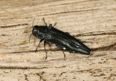 Agrilus biguttatus