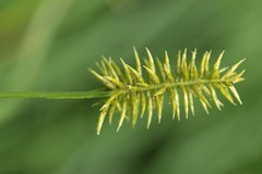 Cyperus hermaphroditus