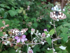 Melanargia galathea
