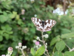 Melanargia galathea