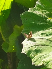 Pararge aegeria