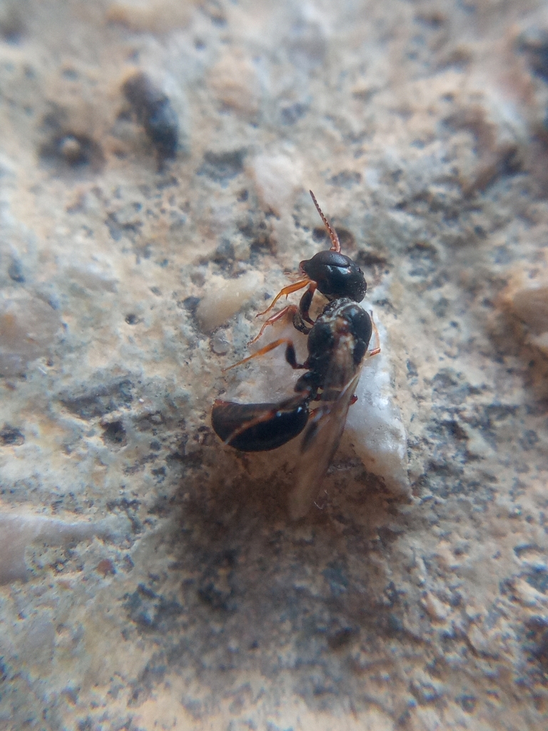 Stigmus pendulus
