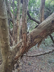 Cordia caffra