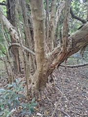 Cordia caffra