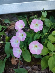 Convolvulus arvensis