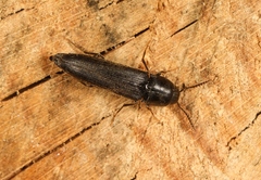 Isorhipis melasoides