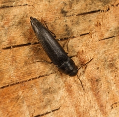 Isorhipis melasoides