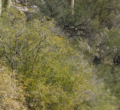 Larrea tridentata