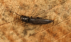 Isorhipis melasoides