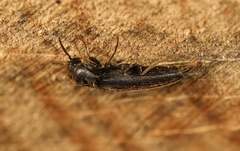 Isorhipis melasoides