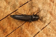 Isorhipis melasoides