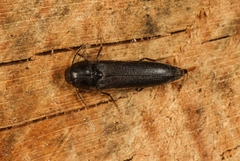 Isorhipis melasoides