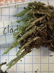 Cladonia cenotea