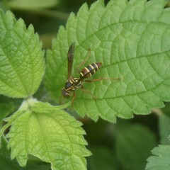 Polistes quadricingulatus