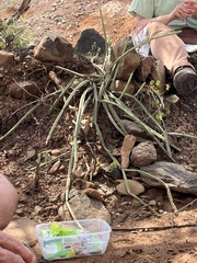 Cissus quadrangularis