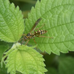 Polistes quadricingulatus