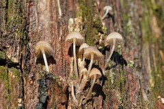 Mycena subgalericulata