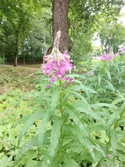Chamaenerion angustifolium