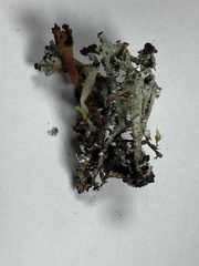 Cladonia phyllophora phyllophora